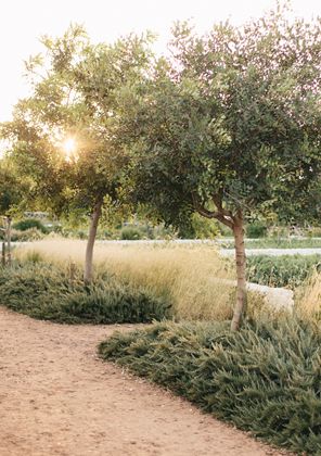 Garden Flooring, Mediterranean Landscape Design, Paver Patio Ideas, Mediterranean Landscaping, Olive Grove, California Garden, Dry Garden, Gravel Garden, Formal Gardens