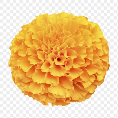 Yellow Flowers Png, Sticker Transparent Background, Marigold Orange, Png Flower, Sticker Transparent, Marigold Flower, Banner Background Images, Awesome Designs, Banner Background