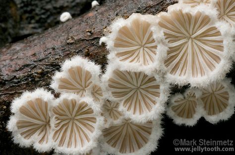 Underside of Split Gill (Schizophyllum commune) Mushrooms | Mark Steinmetz Mark Steinmetz, Schizophyllum Commune, Mushroom Gills, Animation Dance, Fantastic Fungi, Lichen Moss, Mushroom Pictures, Plant Fungus, Slime Mould