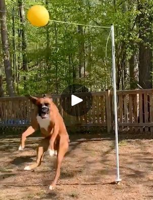 Funny Boxer Dogs | Boxer, dog | This is why I love boxers! 🐶 | By America's Funniest Home VideosFacebook Boxer Dog Memes Hilarious, Funny Boxers Dogs, Funny Boxer Dogs, Dogs Boxer, America's Funniest Home Videos, Boxer Dogs Funny, America Funny, Funny Boxer, Boxer (dog)