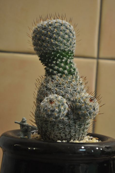 My cactus recently became a woman. Awkward Pictures, Funny Sites, Silly Things, Dolly Parton, Have Some Fun, Trending Memes, Funny Stuff, Fun Facts, Funny Jokes