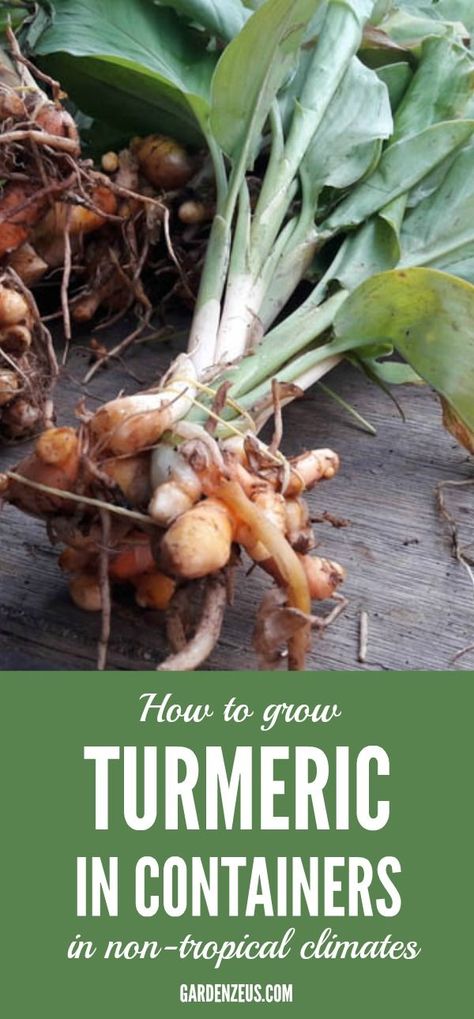 How to grow Turmeric in Containers in non-tropical Climates #turmeric #gardening #spices #containergardening Planting Tumeric How To Grow, Growing Tumeric In Containers, Planting Turmeric, Tumeric Plants, How To Plant Turmeric Root, Grow Turmeric, Turmeric Plant, Organic Pesticide, Organic Vegetable Garden