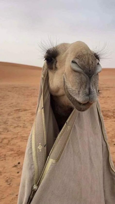 Arab Men Fashion, Camels Art, Art Psychology, Moroccan Aesthetic, Iphone Wallpaper Stills, Cute Panda Wallpaper, Arabian Beauty, Selfie Poses Instagram, Lovely Creatures