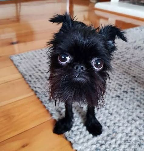 Brussels Griffon, Brussels, Dogs, Black