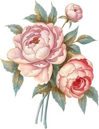 Color Art Lessons, Peony Drawing, Peony Illustration, Watercolour Texture Background, Flower Drawing Tutorials, Flower Art Drawing, Soyut Sanat Tabloları, Watercolor Flower Art, Flower Art Images