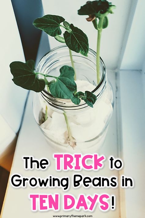 Lima Bean Growing Preschool, Growing Lima Beans In Classroom, Plant A Bean Preschool, Growing Seeds In The Classroom, Lima Bean Experiment, Planting Green Beans, Plant Lessons, Growing Beans, Preschool Garden