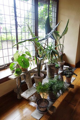 This is an old faux bois plant stand with a variety of plants - very lovely. At Martha Stewart Kingdom Plantae, Vintage Home Accessories, Plants Are Friends, Indoor Gardens, Indoor Jungle, The Greenhouse, Minimal Decor, Industrial Kitchen, Plant Stands