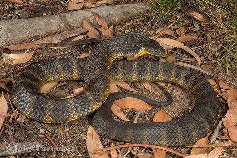 Tiger Snake (Notechis scutatus) | Flickr - Photo Sharing! Australia Snakes, Dangerous Snakes, Terrarium Inspiration, Venomous Animals, Tiger Snake, Deadly Creatures, Venomous Snakes, Land Animals, Pit Viper