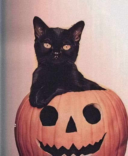 Halloween Kitty, Cartoon Profile, In Aesthetic, Cartoon Profile Pics, Profile Pics, Halloween Cat, Aesthetic Photo, Cute Halloween, Cute Cats