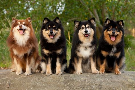 111+ Best Finnish Lapphund Dog Names Finnish Lapphund, Bored Dog, Rare Dogs, Dog List, Purebred Dogs, American Staffordshire Terrier, Lap Dogs, Cairn Terrier, Sporting Dogs