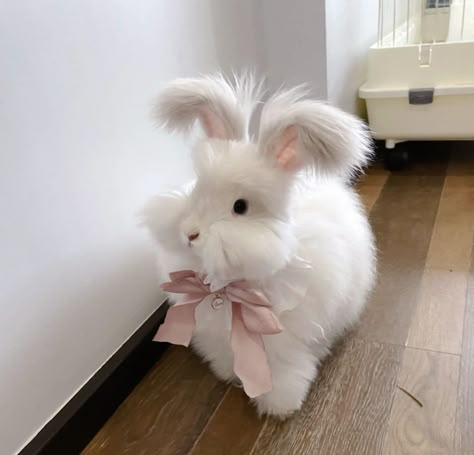 Rabbit Coquette, Angora Bunny, 2024 Wallpaper, Pet Bunny Rabbits, Bunny Cartoon, Bunny Care, Cute Bunny Pictures, Cute Bunny Cartoon, Cute Small Animals