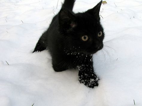 powder Black Cat In Snow, Cat In Snow, Regulus Acturus Black, Cat Snow, Snow Cat, Black Snow, Foster Kittens, Silly Cats Pictures, A Black Cat