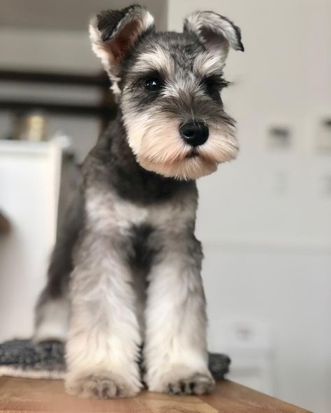 Snauzer Haircut Styles, Cute Shnouzers, Minature Snauzher, Mini Schnauzer Haircut, Mini Snauzer, Mini Schnauzer Grooming Haircuts, Schnauzer Grooming Styles, Schnauzer Puppy Cut, Aesthetic Dog Stuff