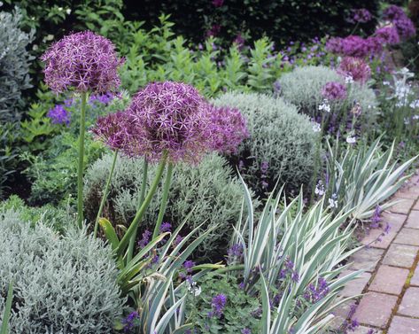 Garden Border Plants, Front Garden Design, Garden Solutions, Gravel Garden, Garden Wallpaper, Front Yards, Border Plants, Garden Types, Beautiful Flowers Garden