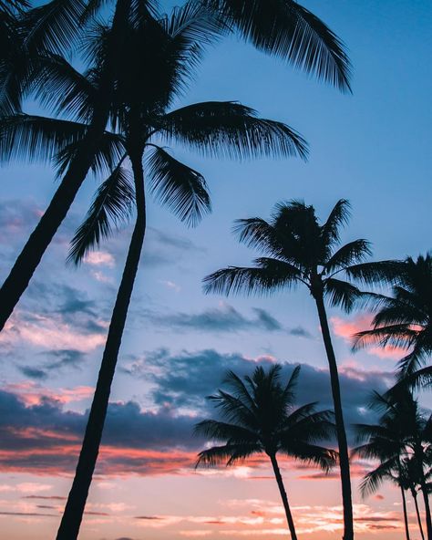 Palm trees in Kauai, Hawaii at sunset. Follow me on Instagram-> @lukebender #palmtree #palmtrees #kauai #hawaii #paradise #sunset #tropical Palm Trees, Trees, Wallpapers, Iphone, Pink, Blue