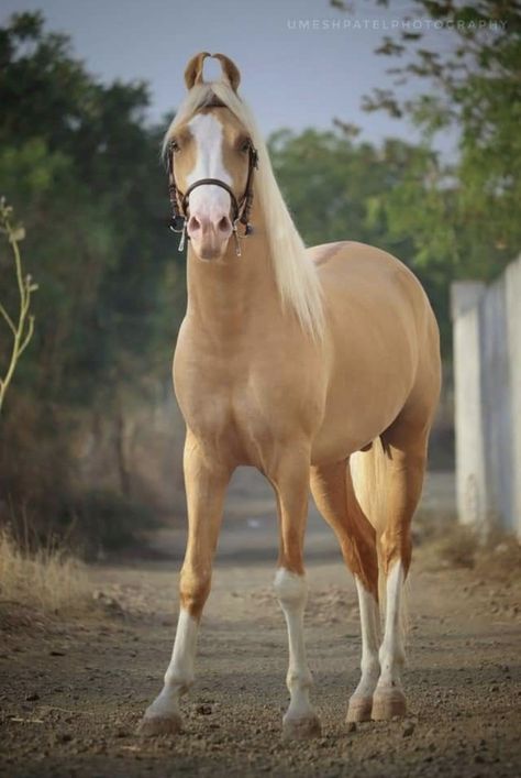 Horses Drawings, Kathiawari Horse, Rare Horse Colors, Horse Palomino, Kathiyawadi Horse, Palomino Horses, Rare Horse Breeds, Standardbred Horse, Unusual Horse