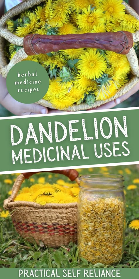 Dandelion Medicinal Recipes, Dandelion Herbal Uses, Diy Dandelion Salve, How To Dry Dandelions For Tea, How To Store Dandelions, Dehydrate Dandelion Flowers, Uses For Dandelions, Dandelion Flower Uses, Dried Dandelion Flowers