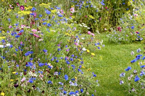 'Chaos Gardening' Is the Low-Maintenance Way to Grow Flowers All Season Gardening Style, Wild Flower Seeds, Vertical Garden Plants, Pollinator Plants, Grow Flowers, Mediterranean Plants, Sensory Garden, Gardening Trends, Cottage Gardens