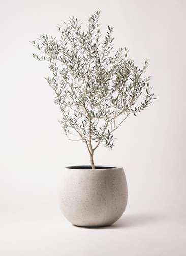 Indoor Olive Tree, Potted Olive Tree, Olive Plant, Tree Interior, Wabi Sabi Interior, Indoor Tree, Potted Plants Outdoor, Studio Foto, Japandi Style