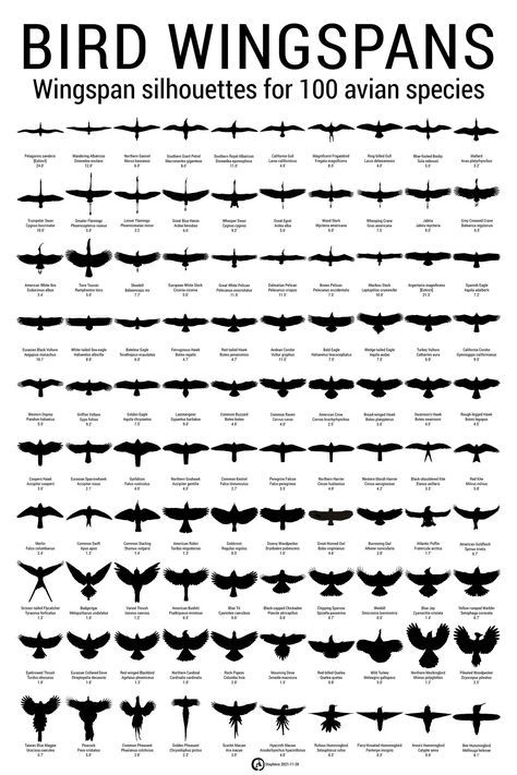 Types Of Bird Wings, Bird Wing Anatomy Drawings, Avian Anatomy, Bird Wingspan Drawing, Bird Wingspan, Birds Infographics, Wing Anatomy, Bird Anatomy, Birds Wings