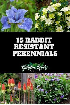 Rabbit Resistant Perennials, Rabbit Deterrent, Partial Shade Perennials, Part Shade Perennials, Part Sun Perennials, Xeriscape Garden, Phoenix Garden, Perennials Low Maintenance, Forcing Bulbs