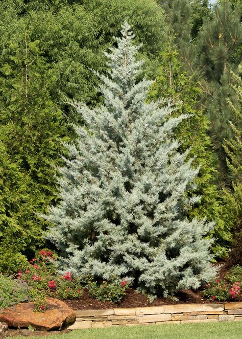 Cypress Blue Ice Arizona - Tree Top Nursery & Landscape Inc. Arizona Cypress, Nursery Landscape, Giant Arborvitae, Thuja Green Giant, Leyland Cypress, Fast Growing Evergreens, Landscaping With Boulders, Tree Top, Cypress Trees