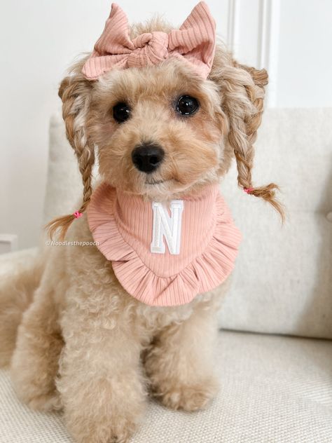 Fancy Dog Accessories, Toy Poodle Outfits, Fancy Dogs, Mini Poodle Outfits, Fancy Poodle Collars, Dog Fashion, Cute Dog Accessories, Pink Puppy Accessories, Dog Bandana Diy