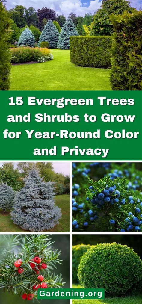 15 Evergreen Trees and Shrubs to Grow for Year-Round Color and Privacy Privacy Trees And Shrubs, Best Privacy Trees That Grow Fast, Privacy Trees Fast Growing, Utah Plants, Evergreen Trees For Privacy, Best Shade Trees, Fast Growing Privacy Shrubs, Fence Border, Shrubs For Privacy