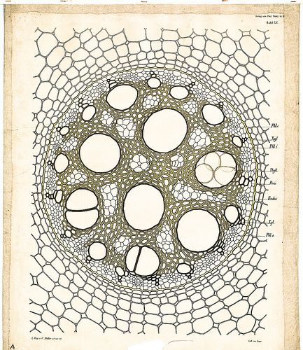 Monocot root Biology Art, Microscopic Images, Scientific Illustration, Patterns In Nature, History Design, Botanical Illustration, Natural World, Botany, Biology