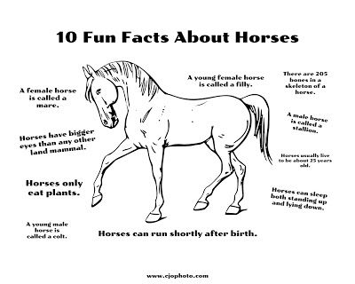 Free Printable Coloring Page: 10 Fun Facts About Horses (Available from CJO Photo) 4h Coloring Pages Free Printable, Horse Bingo Printable Free, Horse Activity Sheets, Horse Printables Free, Horse Facts For Kids, Horse Worksheets, Interesting Facts About Horses, Facts About Horses, Nugget Ideas