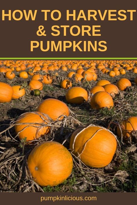 When To Harvest Pumpkins, Pumpkin Growing, Preserving Pumpkins, Planting Pumpkins, Pumpkin Garden, Pumpkin Squash, Growing Pumpkins, Homemade Pumpkin Puree, Kids Garden