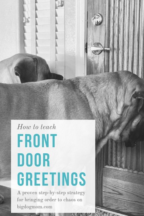 Proper front door greetings, particularly with multiple dogs, is critical. Here is a proven process for bringing order back in the midst of chaos. Dog Manners Training / Dog Manners / Dog Training / Front Door Greetings / Multiple Dogs Household / Barking Dogs #BigDogMom #DogTraining #Manners #Mastiff bigdogmom.com Puppy Training Guide, Rally Obedience, Lure Coursing, Dog Aggression, Puppy Socialization, Train A Puppy, Dog Minding, Dog Breeders, Easiest Dogs To Train