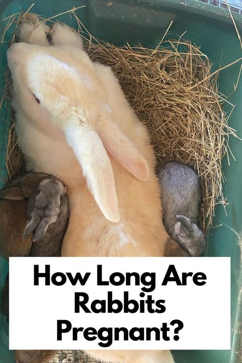 Hop into the world of rabbit pregnancy! Curious about the journey from bun to bunnies? Explore the gestation period, nesting rituals, and maternal care. Ready to dive deeper? Embark on a fascinating exploration of bunny motherhood. Learn how long rabbits are pregnant and unveil the miracle of new life!

IG PHOTO BY : j_m_farm_florida_

Rabbit Pregnancy | Rabbit Motherhood Raising Bunnies, Pregnant Rabbit, Pregnancy Period, Rabbit Hutches, Bunny Rabbits, Pregnancy Care, Pet Rabbit, Baby Bunnies, Getting Pregnant