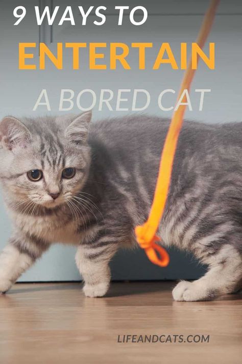 Bored cats can develop behavior problems. Prevent it with 9 best tips for entertaining your bored cat. Bored Cat Tips. Entertaining your indoor cat. Enrichment allows cats to use their natural behavior to prevent boredom. Cat Exercise Ideas, How To Play With Cats, Bored Cat Ideas, Enrichment Activities For Cats, Activities For Cats, Cat Games For Cats, Enrichment For Cats, Kitten Enrichment, Cat Enrichment Ideas