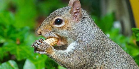 5 homemade squirrel food recipes you can try today. You'll find rodent blocks, squirrel treats, homemade squirrel food cakes and so much... Squirrel Cake, Eastern Chipmunk, Squirrel Food, Eastern Gray Squirrel, Gray Squirrel, Squirrel Feeders, Squirrel Feeder, National Geographic Kids, Flying Squirrel