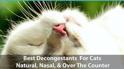 Otc Meds For Cats, Cat Remedies, Congestion Remedies, Sinus Remedies, Cat Cold, Sinus Congestion Relief, Cat Medicine, Natural Decongestant, How To Clear Sinuses