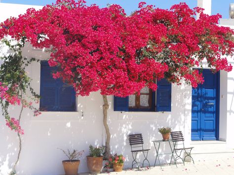 Paros - Paroikia Growing Bougainvillea, Santorini Greece Aesthetic, Aesthetic Macbook Wallpaper, A Place Called Home, Greece Wallpaper, Aesthetic Macbook, Greece Aesthetic, Tissue Paper Flowers Diy, Haiku Poems