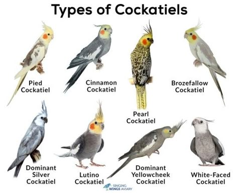 Cockatiels Cockatiel Care, Love Birds Pet, African Lovebirds, Cockatiel Cage, Bird Breeds, Pet Bird Cage, Bird Aviary, Bird Care, Bird Cages