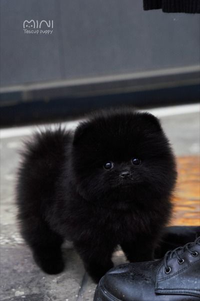 He has very cute soft black fur.👍
Black Pomeranians are more attractive than other Pomeranians.
If you like cute things just like this😍😍

We guarantee the puppy's health for a year. And we can have a nanny service. We deliver wherever you are , by airplane.✈ kyhplease@gmail.com🌏 miniteacuppuppy.com🌏 What's app ID: +82 10 5552 3090☎️ If you want teacup puppies, contact me Black Teacup Pomeranian, Black Pomeranian Haircut, Pomeranian Puppy Black, Mini Pomeranian Puppies, Pomeranian Teddy Bear Cut, Black Pomeranian Puppy, Pomeranian Black, Black Pomeranian Puppies, Black Puppies