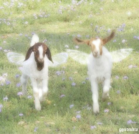 Fairy Wallpaper, Cute Goats, Fairy Aesthetic, Pretty Animals, Trik Fotografi, Fairy Grunge, Nature Aesthetic, Cute Little Animals, Green Aesthetic