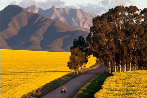 Top Honeymoon Destinations, Working Farm, Garden Swimming Pool, Small Hotel, Farm Stay, Game Reserve, Western Cape, Southern Africa, Honeymoon Destinations