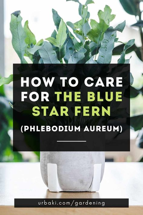 Blue star fern (Phlebodium aureum) is one of those plants that fool you from the start, because it doesn't look like a fern, but rather a distant relative of algae.Precisely because of its curious shape and its beautiful green color with blue tones, it has become a very popular indoor plant.In this blue star fern care guide, we tell you everything you need to know to keep it beautiful.If you fell in love with their bushy foliage and sinuous leaves and adopted one of these ferns... Phlebodium Aureum, Blue Star Fern, Fern Care, Indoor Ferns, Types Of Ferns, Ferns Care, Ferns Garden, Blue Fern, Plant Information