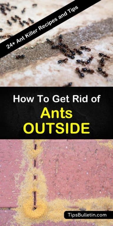 Natural Ant Killer For Yard, How To Get Rid Of Black Ants, How To Kill Ants Outside, Ant Repellent Diy Outdoor, Ant Deterrent Diy, How To Kill Ants, How To Get Rid Of Ants In The Yard, Diy Ant Killer Outdoor, How To Get Rid Of Ants