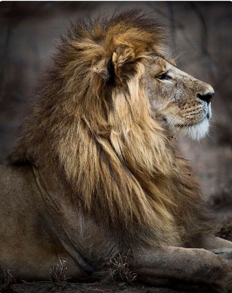 Majestic lion. What a handsome profile! Lion Pics, Lion Profile, White Tigers, Lions Photos, Lion And Lioness, Majestic Lion, Lion Love, Scary Animals, Cat Reference