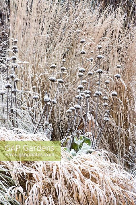 Phlomis Russeliana, Stipa Calamagrostis, Hakonechloa Macra, Calamagrostis Karl Foerster, Calamagrostis Acutiflora, Pennisetum Alopecuroides Hameln, Naturalistic Garden, French Country Modern, Perovskia Atriplicifolia 'blue Spire'