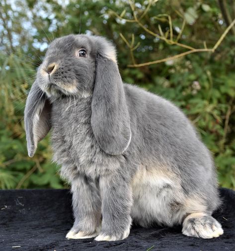 Lopped Eared Bunnies, Bunny Reference Photos, Rabbit Reference Photo, Bunny Side View, Bunny Side Profile, French Lob, Rabbit Poses, Bunny Reference, Bunny Poses