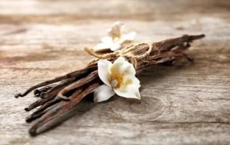 The 5 Best Substitutes For Vanilla Beans | EatDelights Vanilla Flower Photography, Vanilla Bean Aesthetic, Vanille Aesthetic, Growing Vanilla, Vanilla Photography, Vanilla Flower, Romantic Perfume, Vanilla Aesthetic, Coconut Perfume