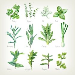 Sticky Notes Book, Herbs Illustration, Watercolor Herbs, Herb Art, Flower Chart, Culinary Herbs, Painting Canvas, White Painting, Watercolor Illustration