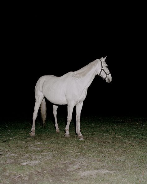 It's Nice That | Juan Brenner documents the 500-year-old scars of war and colonisation in Guatemala Photography Horse, Unicorn Painting, Horse Inspiration, Horse Photography, White Horse, Latin American, Commercial Photography, Wild Horses, Central America