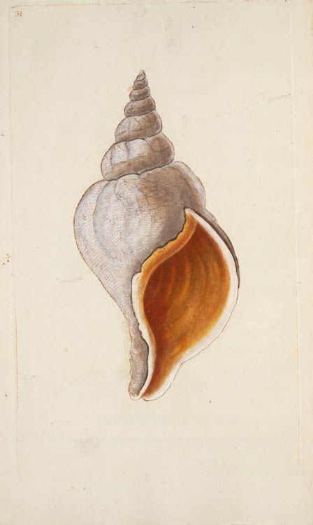 Seashell Drawing, Shell Drawing, Sea Life Art, Seashell Painting, Painted Shells, Seashell Art, Scientific Illustration, Arte Sketchbook, Sea Art